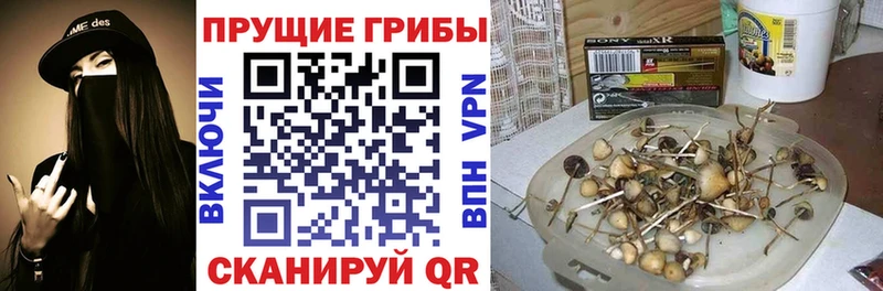 Купить где  Боровичи  Псилоцибиновые грибы ЛСД 